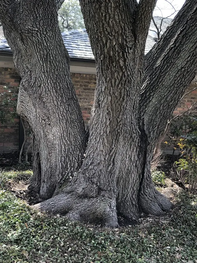 Mature heritage tree close to a Kinzers property cared for by certified arborists
